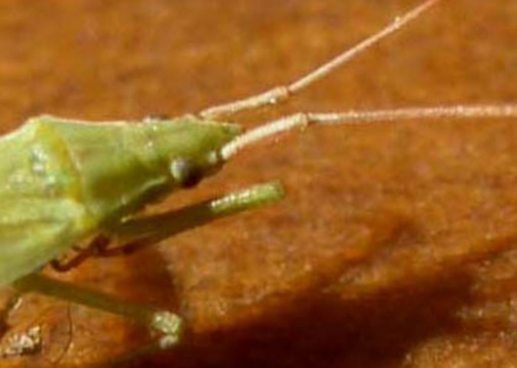 Miridae: Trigonotylus sp.